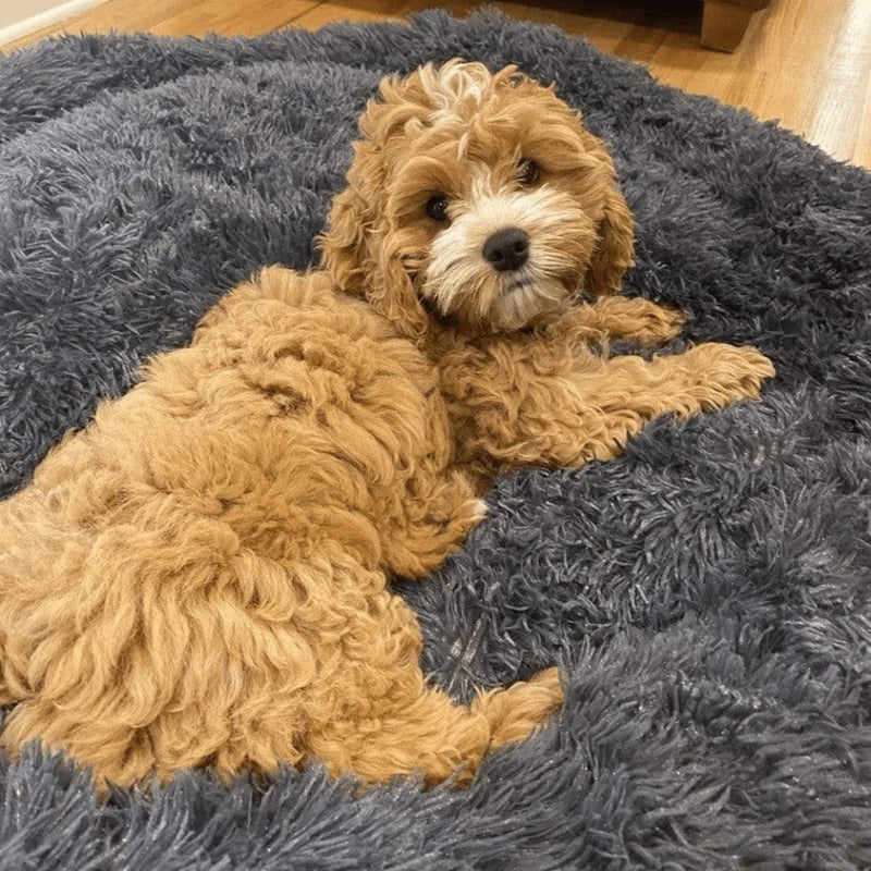 Calming Dog Bed