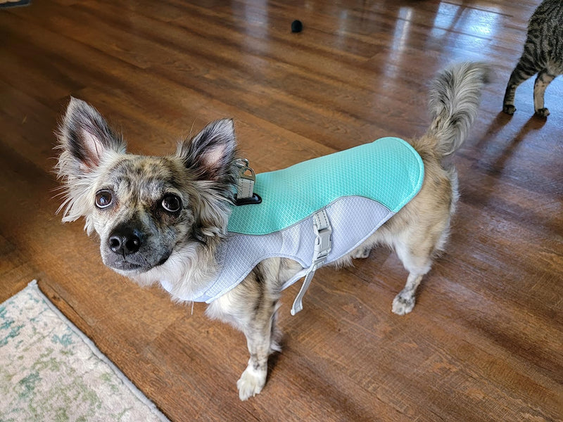 Milo weighs 6kg and wears size S