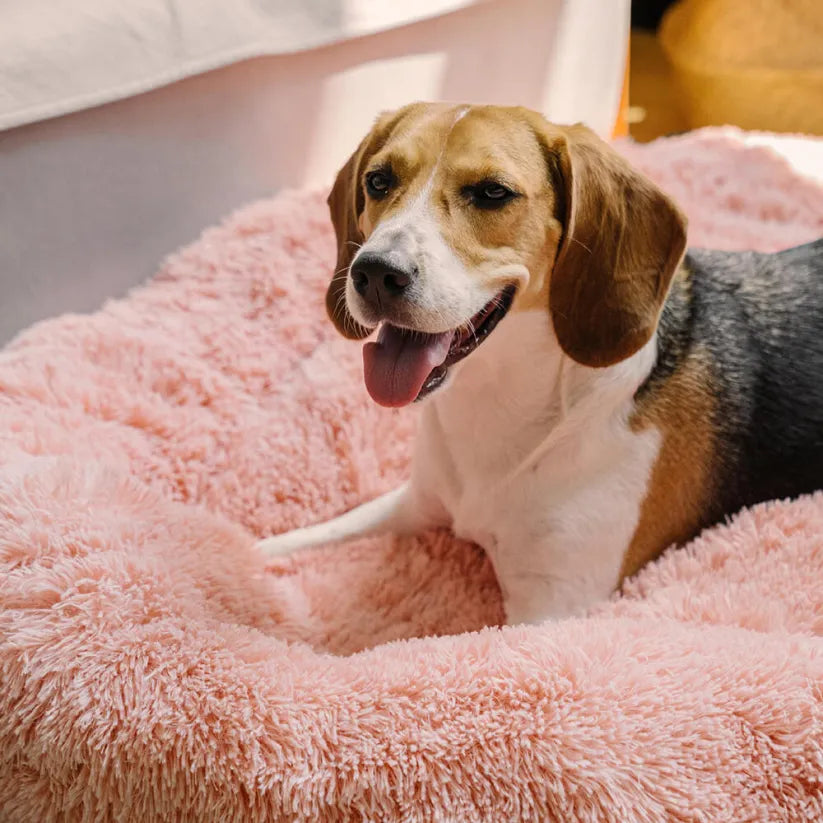 Calming Dog Bed