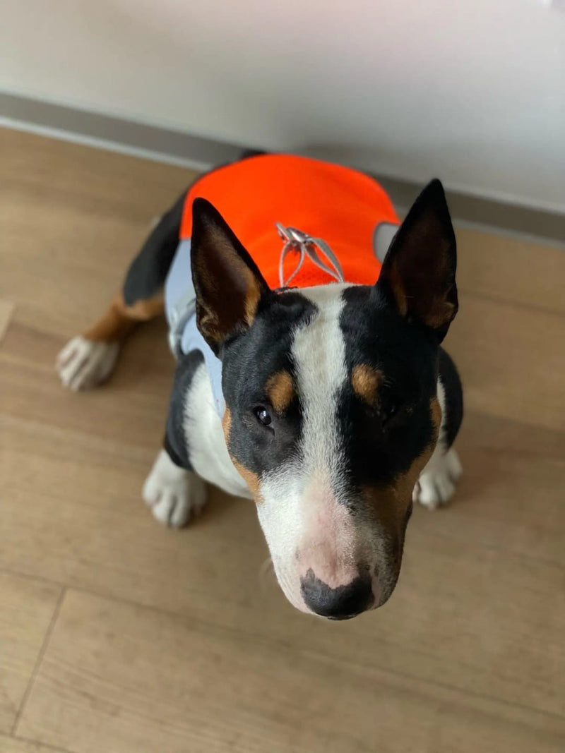 Diesel weighs 18kg and wears size L