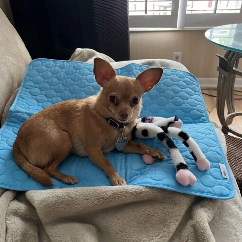 Peanut uses size L