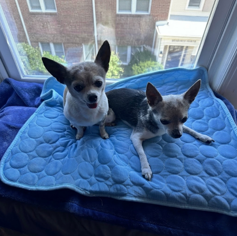 Bella & Charlie use size M