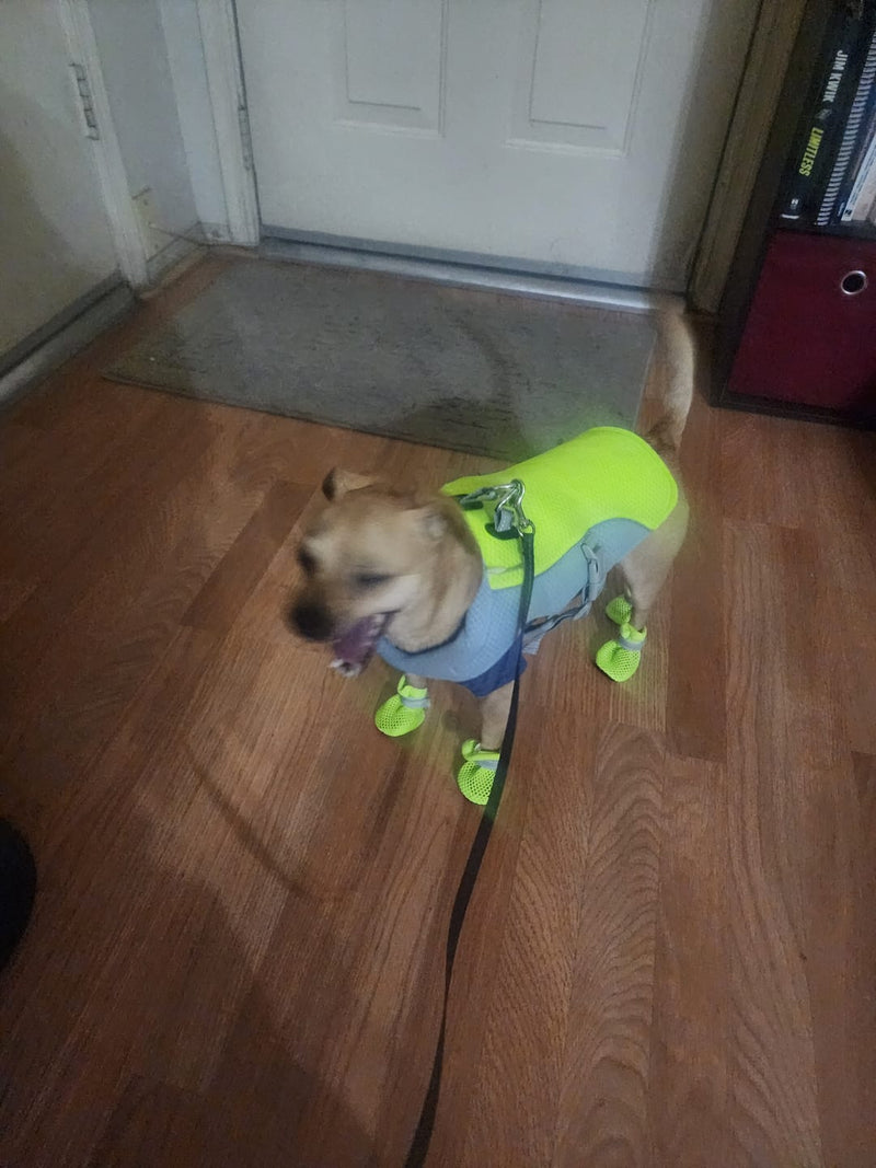 Cooper weighs 13 kg and wears size M